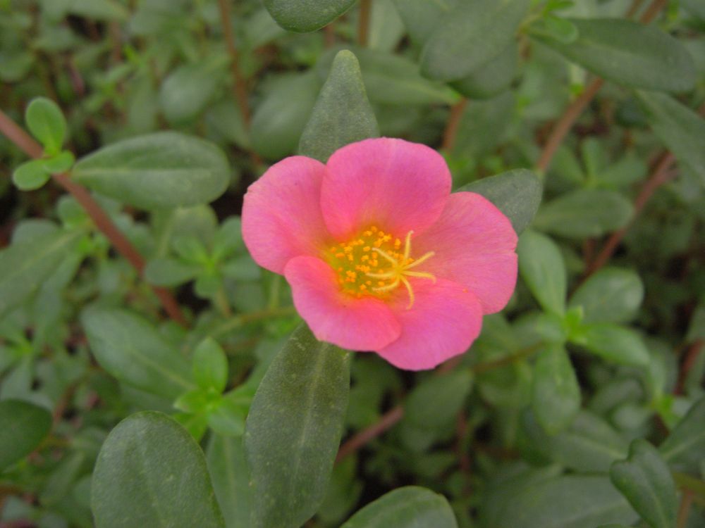 �|�[�`�����J�P�Q