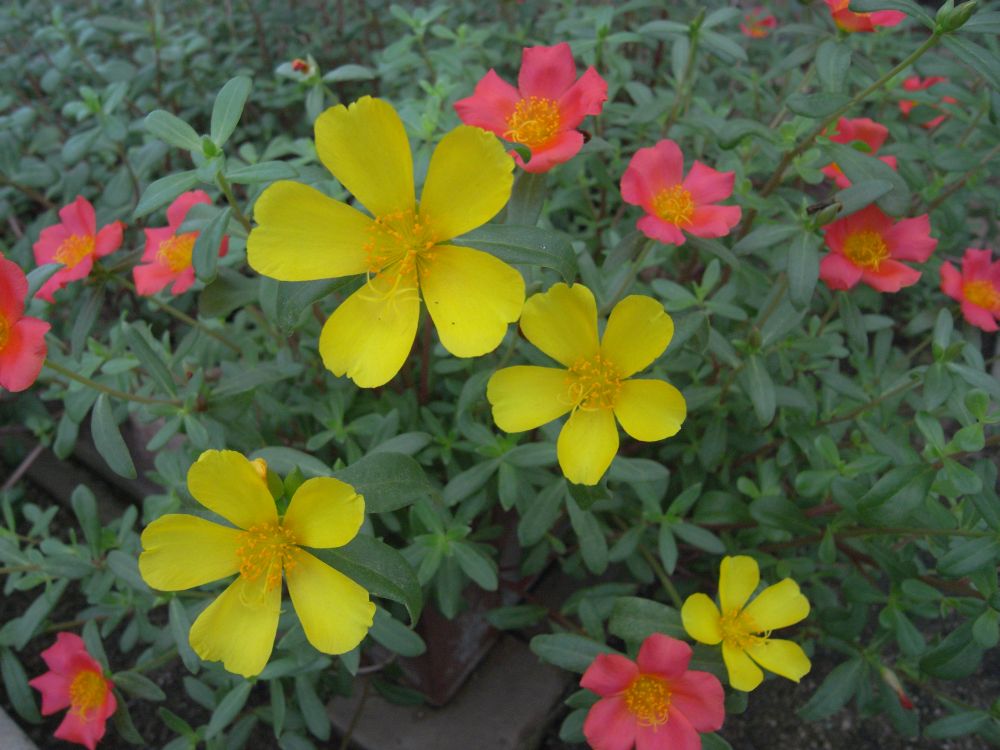 �|�[�`�����J�P�R