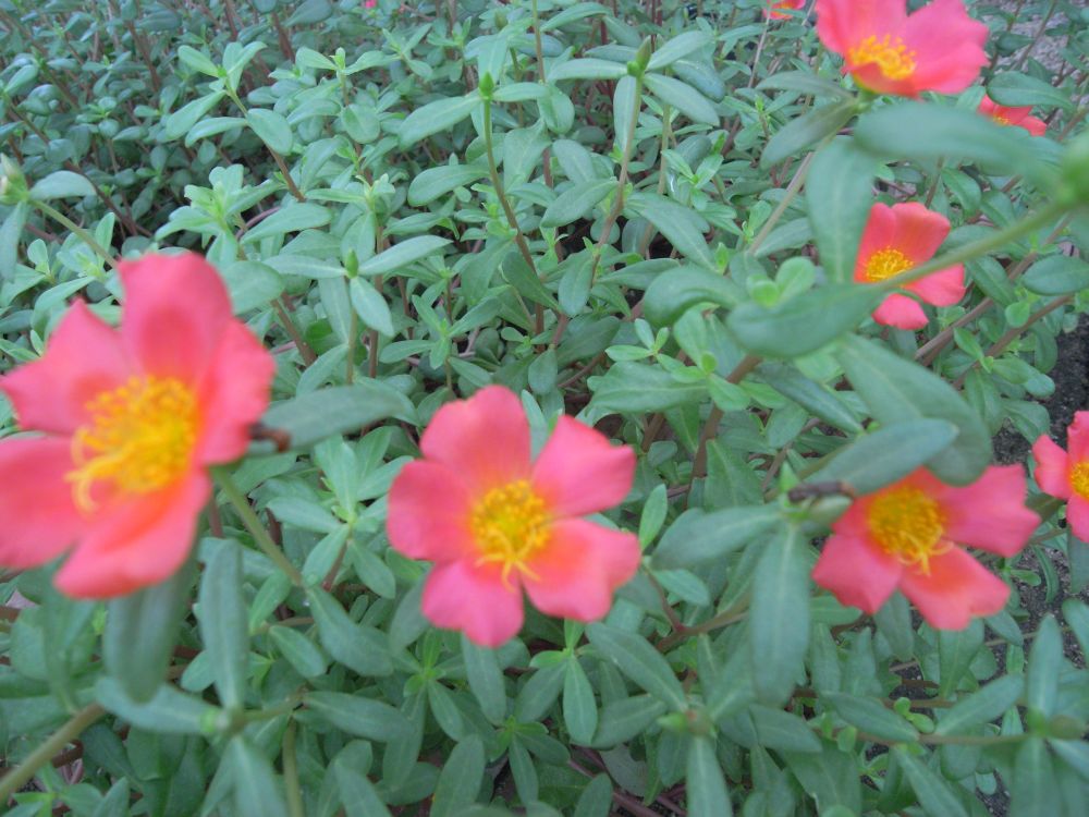 �|�[�`�����J�P�S