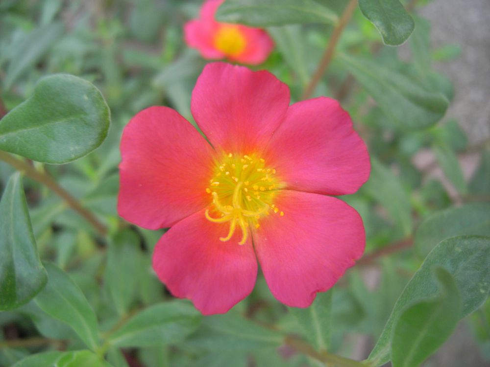 �|�[�`�����J�P�T