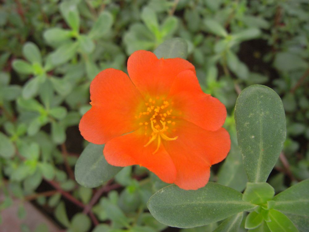 �|�[�`�����J�P�U