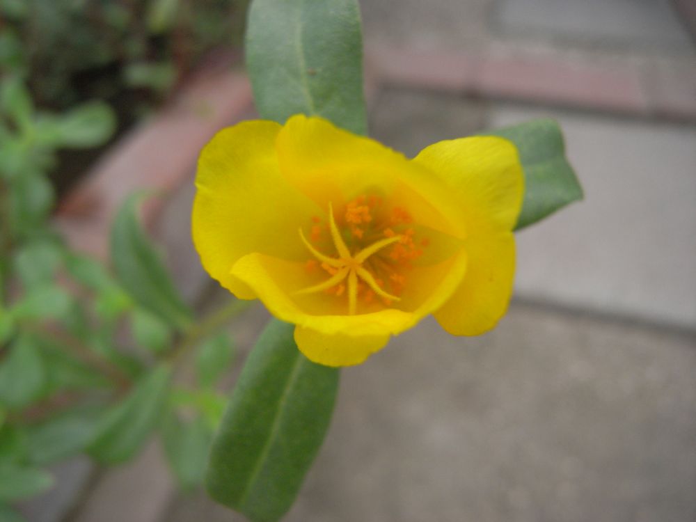 �|�[�`�����J�P�V