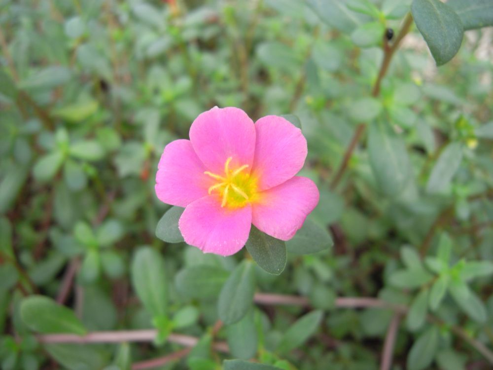 �|�[�`�����J�P�W