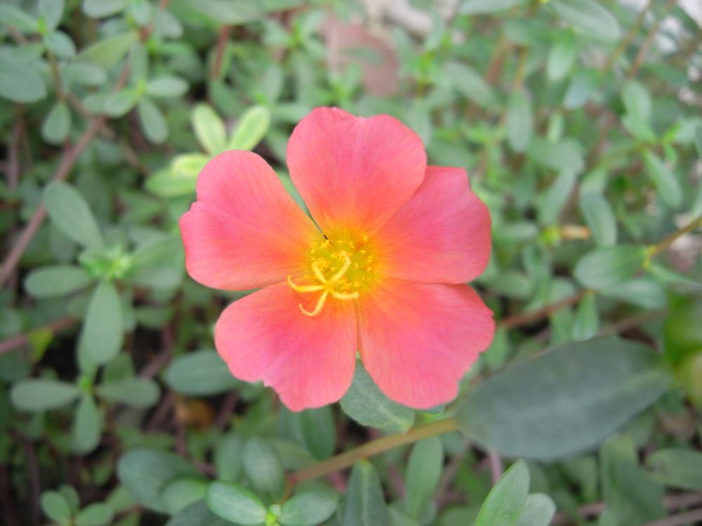 �|�[�`�����J�P�X