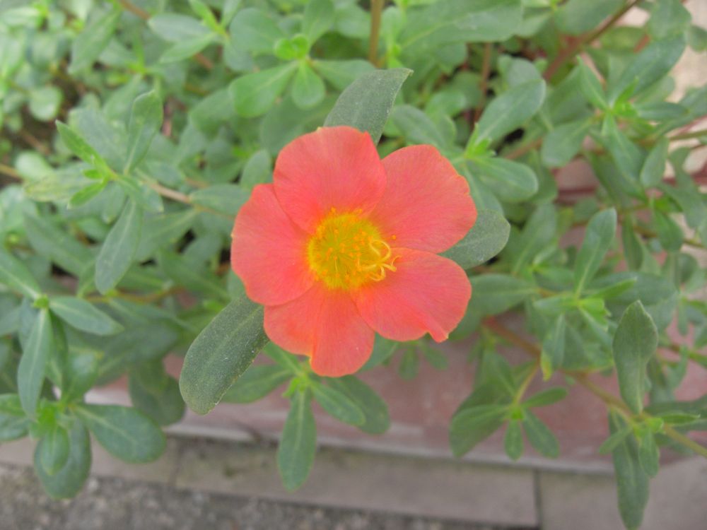 �|�[�`�����J�Q�P