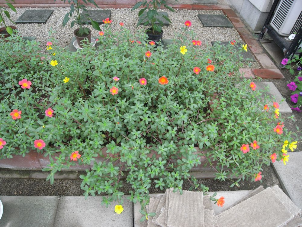 �|�[�`�����J�Q�R