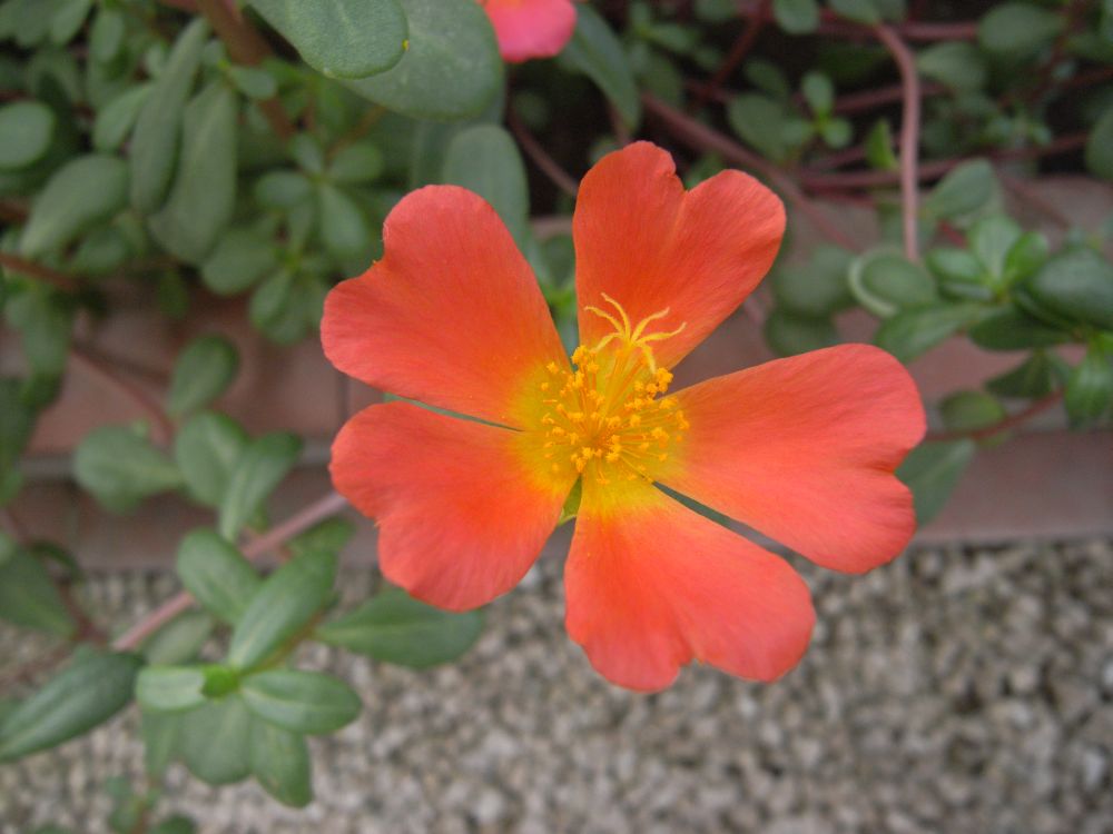 �|�[�`�����J�Q�U