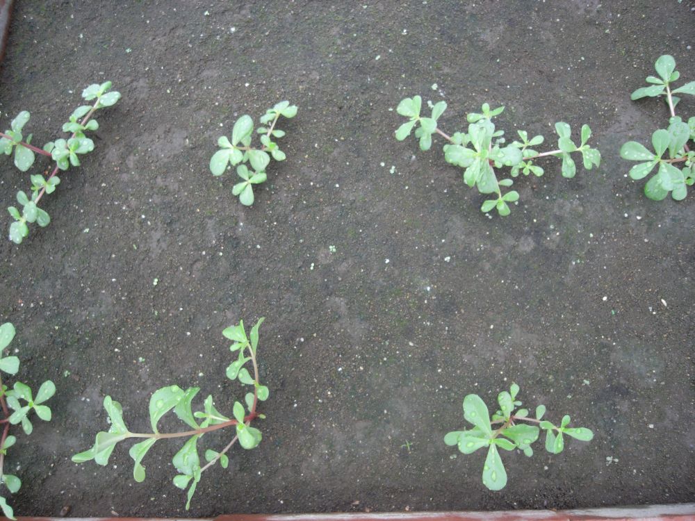 �|�[�`�����J�R�O