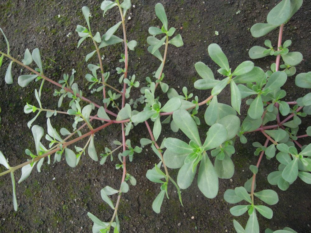 �|�[�`�����J�R�P