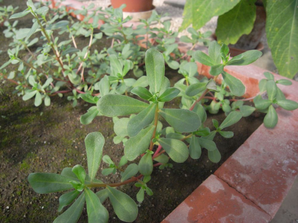 �|�[�`�����J�R�Q