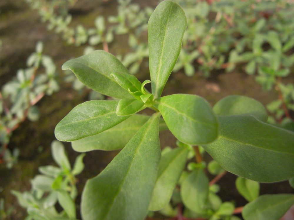 �|�[�`�����J�R�R