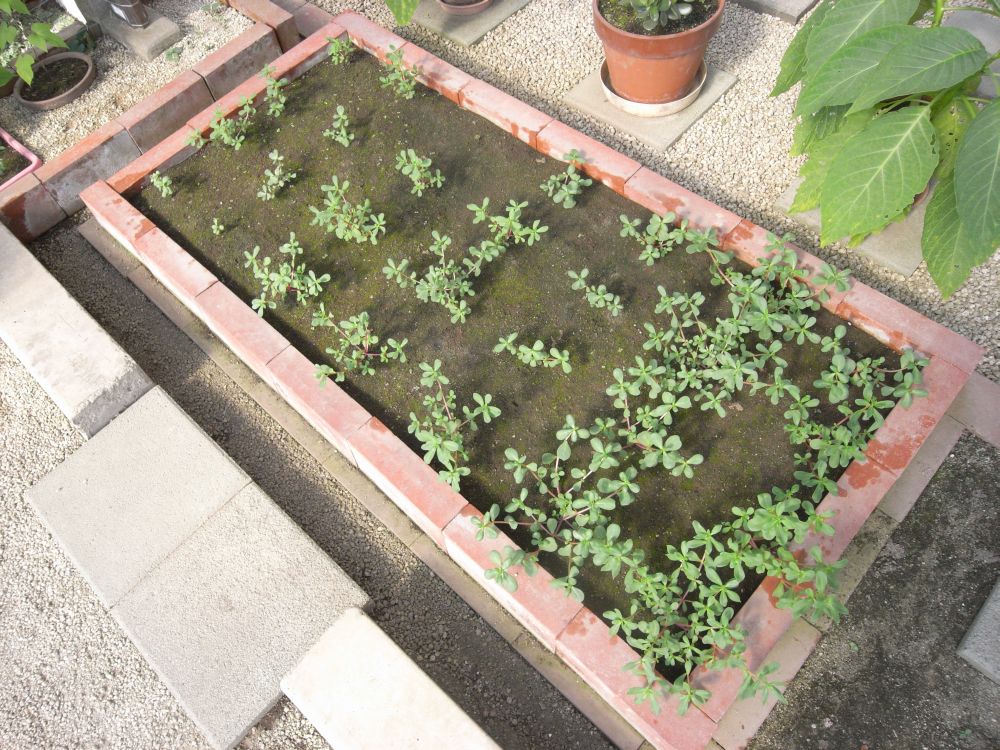 �|�[�`�����J�R�S