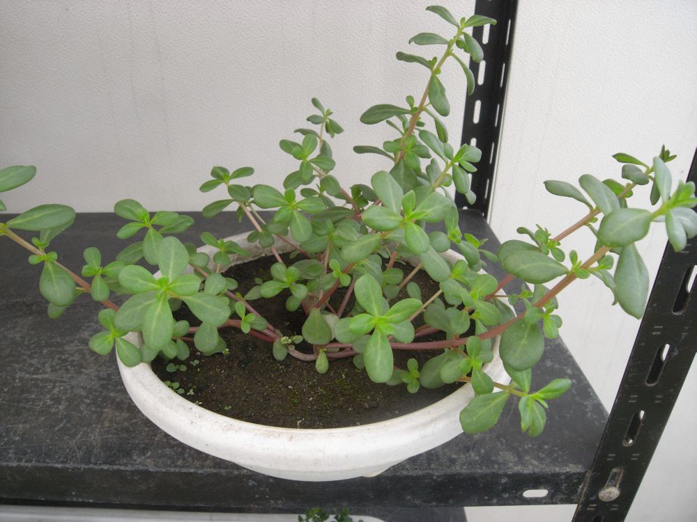 �|�[�`�����J�R�T