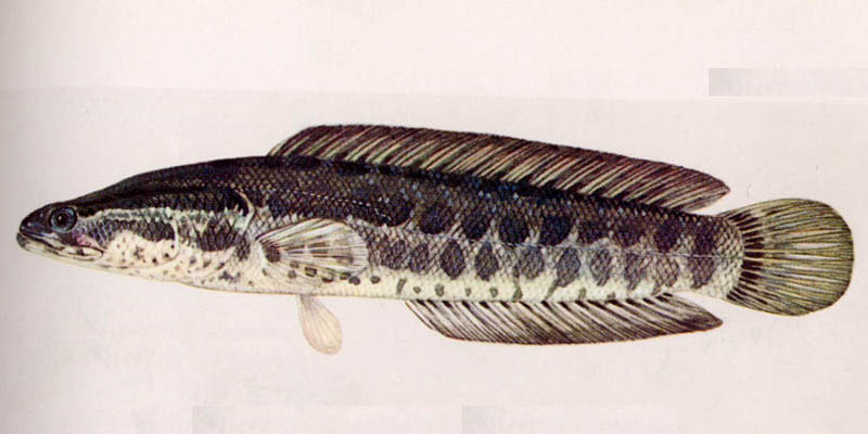 ���C�M��