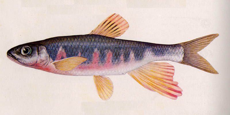 ���}�x�i�I�X�����F�j