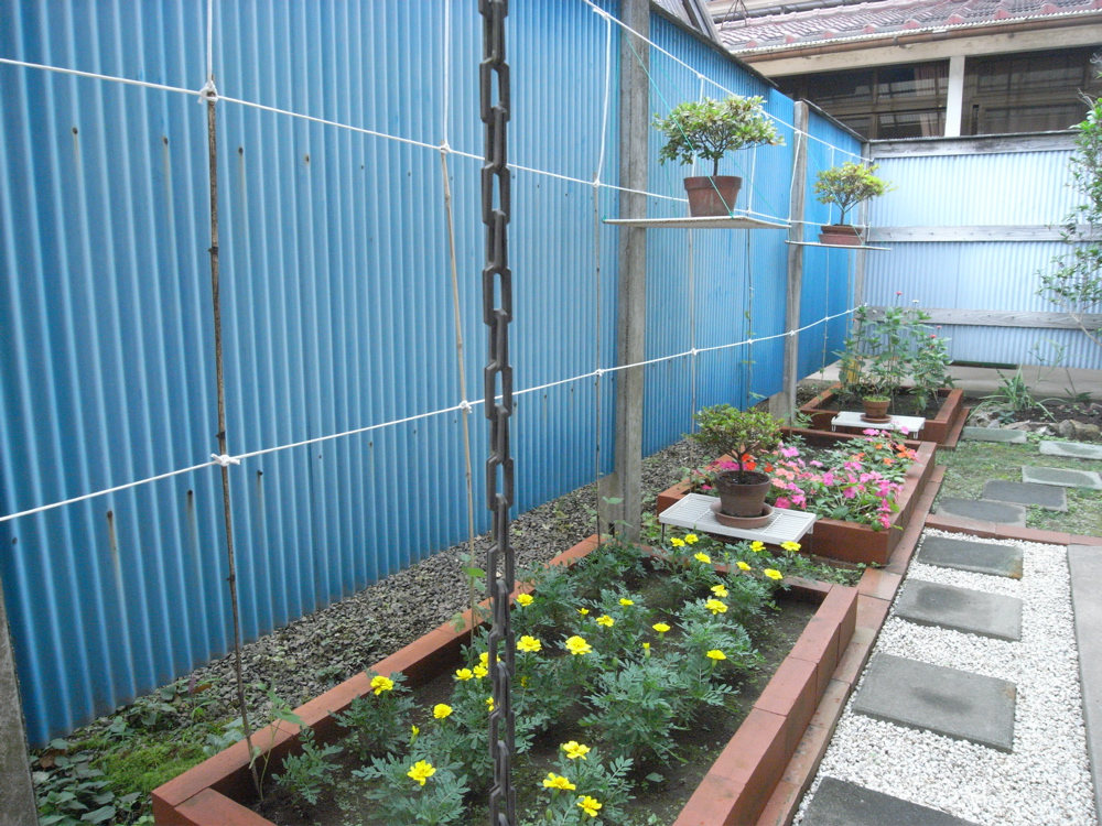 �V���P�S��