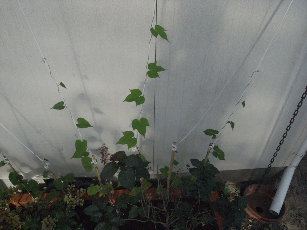 �V���P�X��