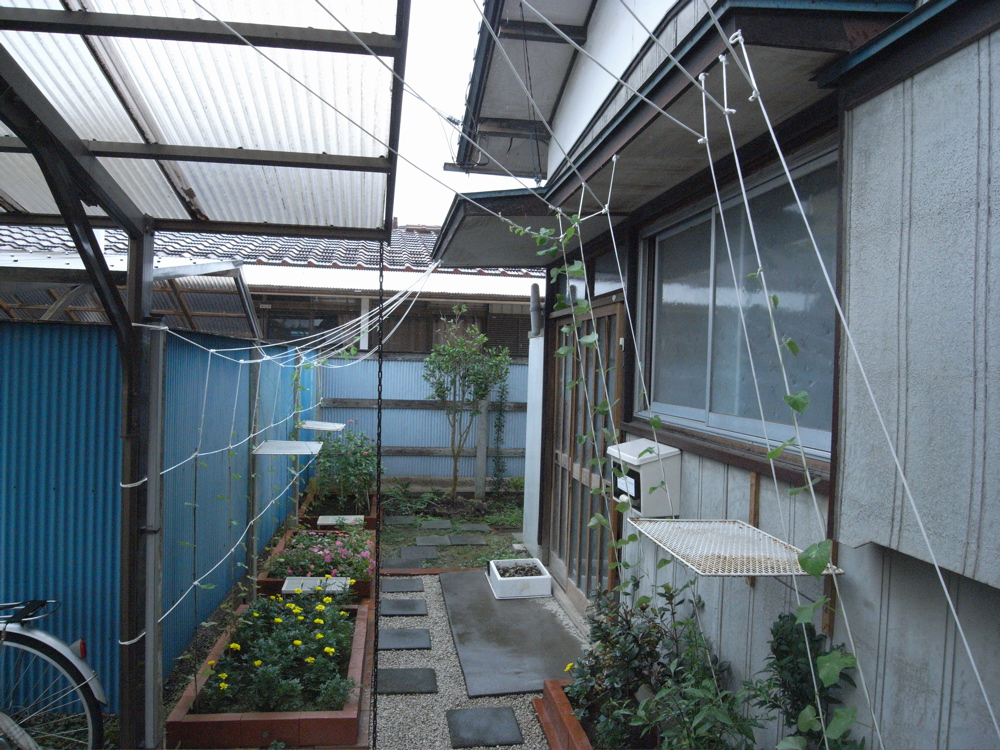 �V���Q�X��