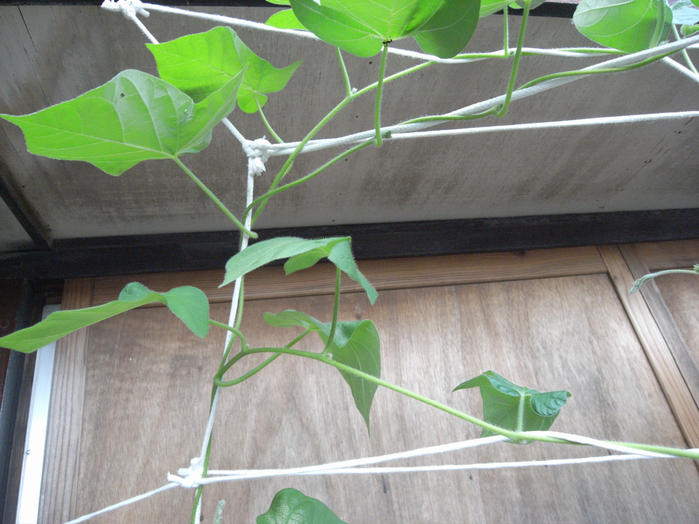 �W���O�R��