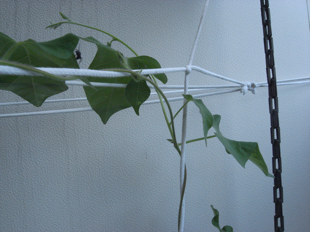 �W���O�R��