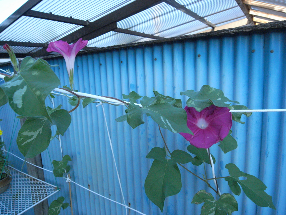 �W���O�U��