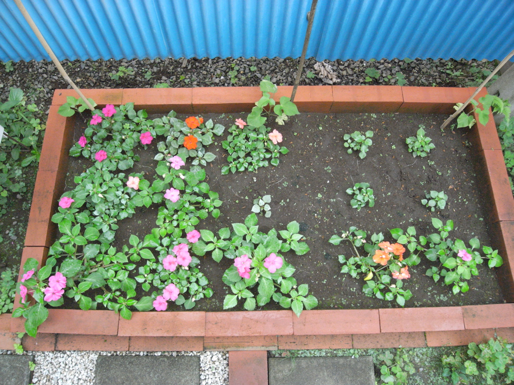 �V���O�U��