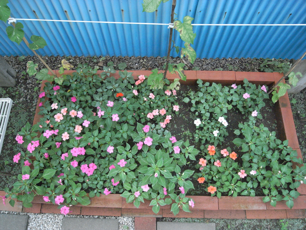 �V���R�P��