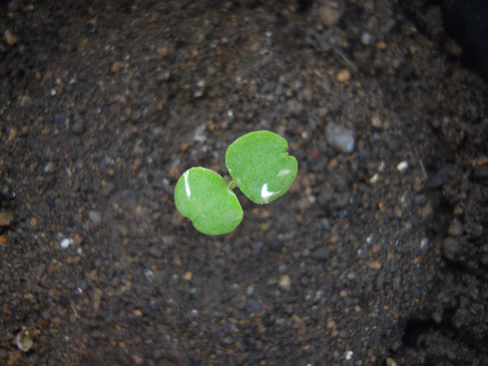 �T���P�Q��