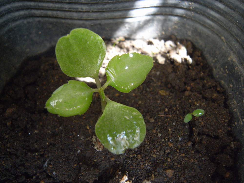 �T���Q�T��