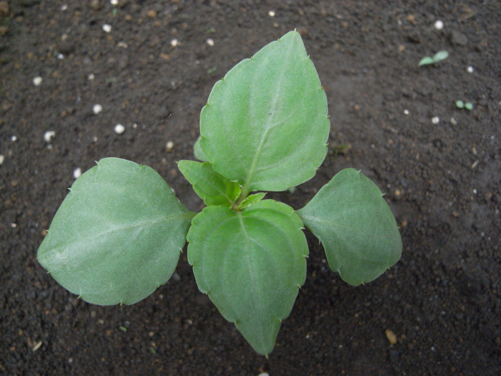 �U���O�W��