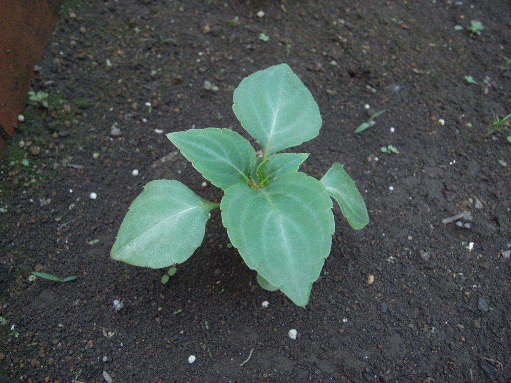 �U���P�Q��