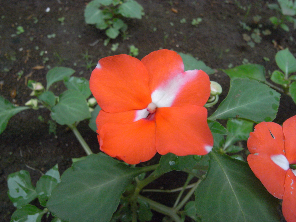 �V���O�Q��