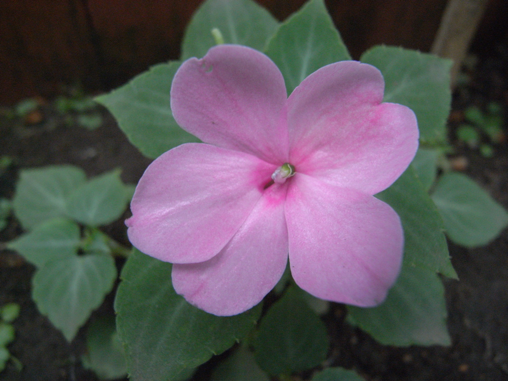 �V���P�Q��