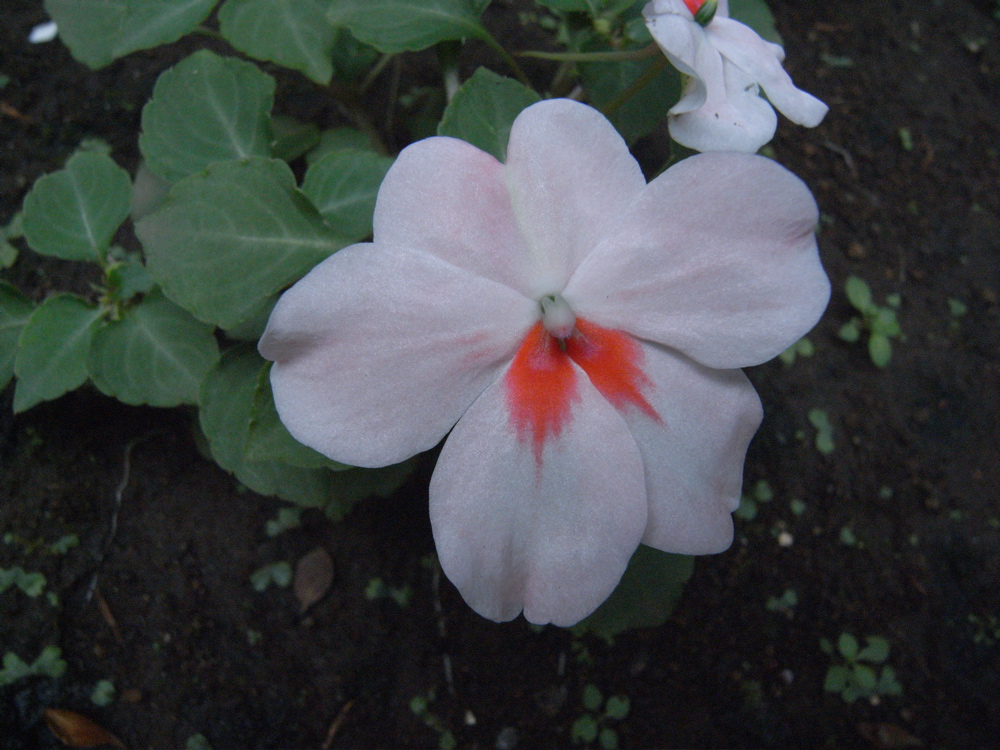 �V���P�T��