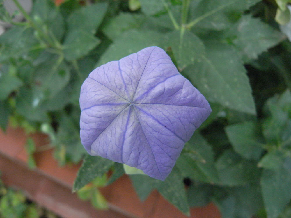 �U���Q�S��