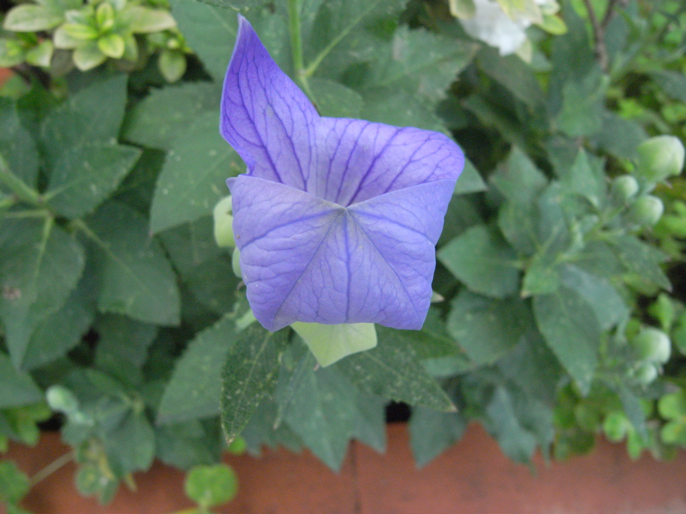 �U���Q�S��