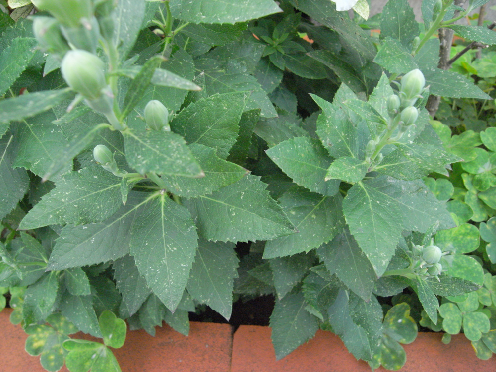 �U���Q�O��