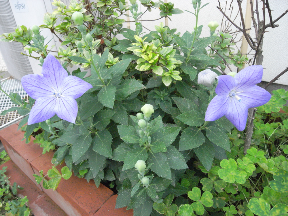 �U���Q�T��