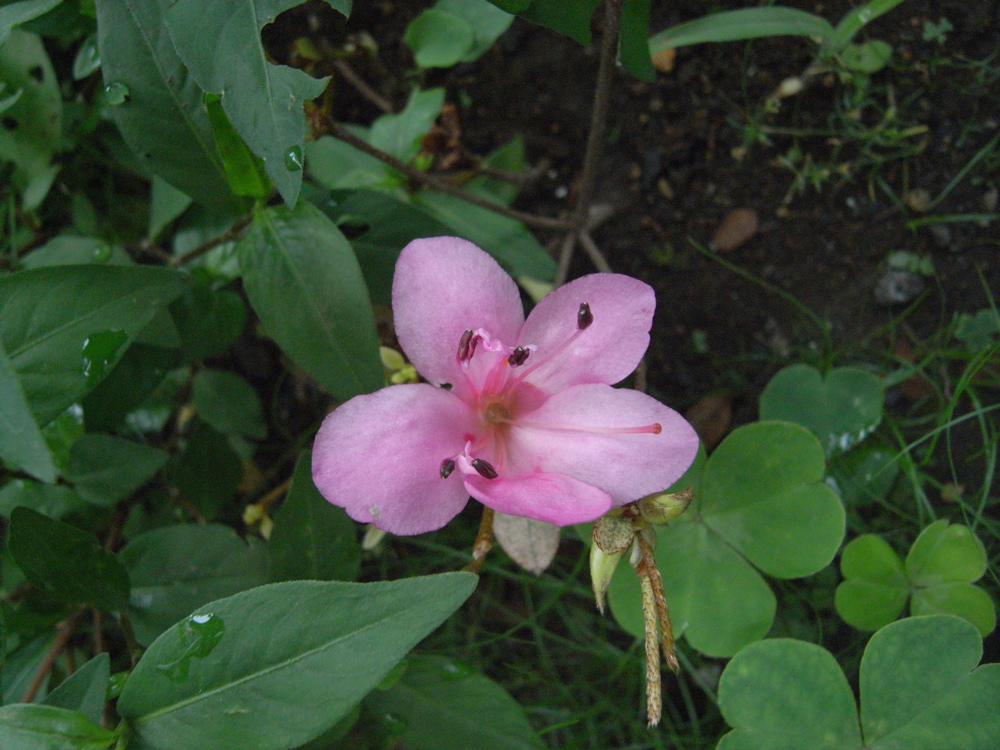 �O�V���O�T��