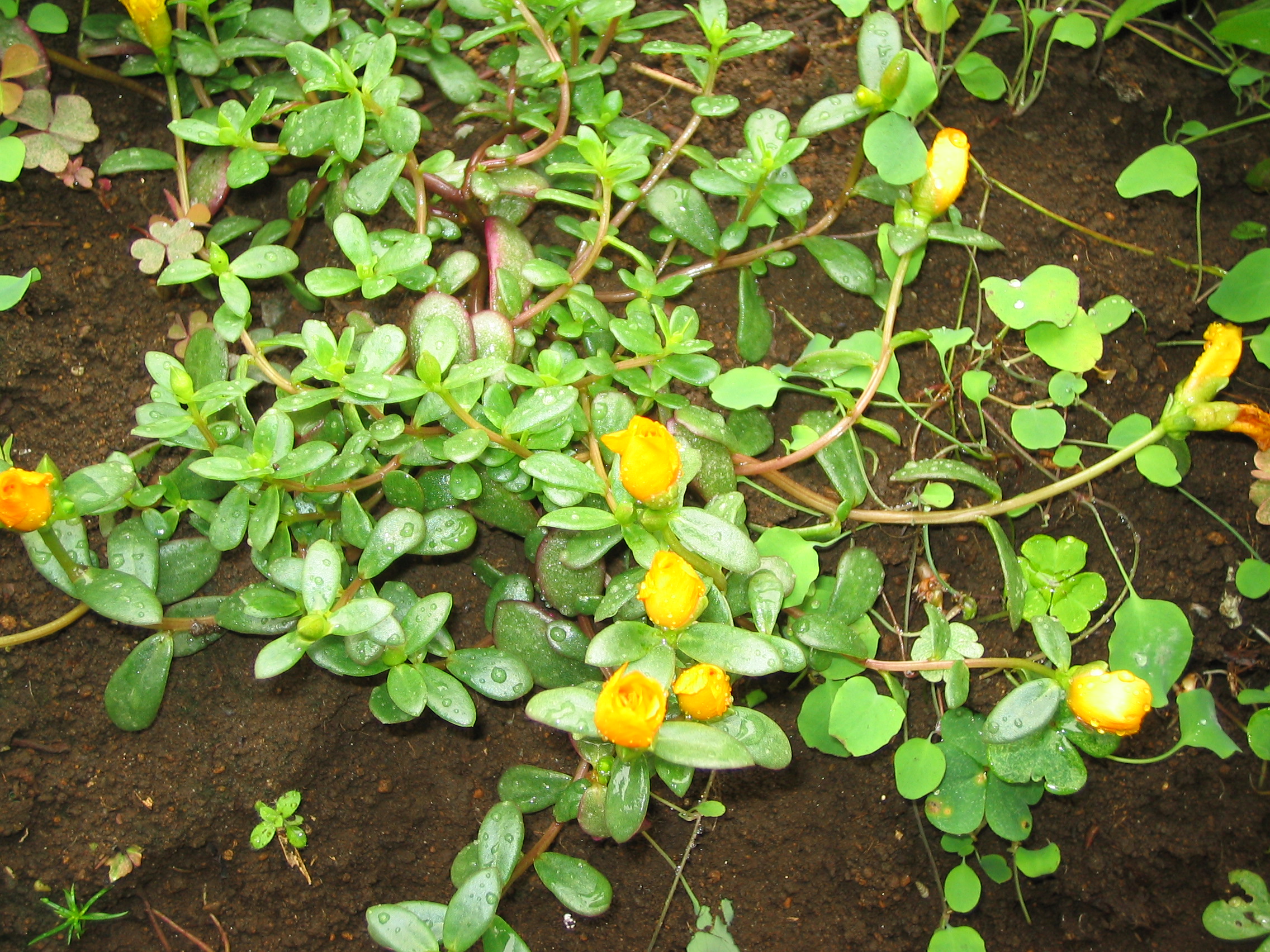 �X�N�O�V��