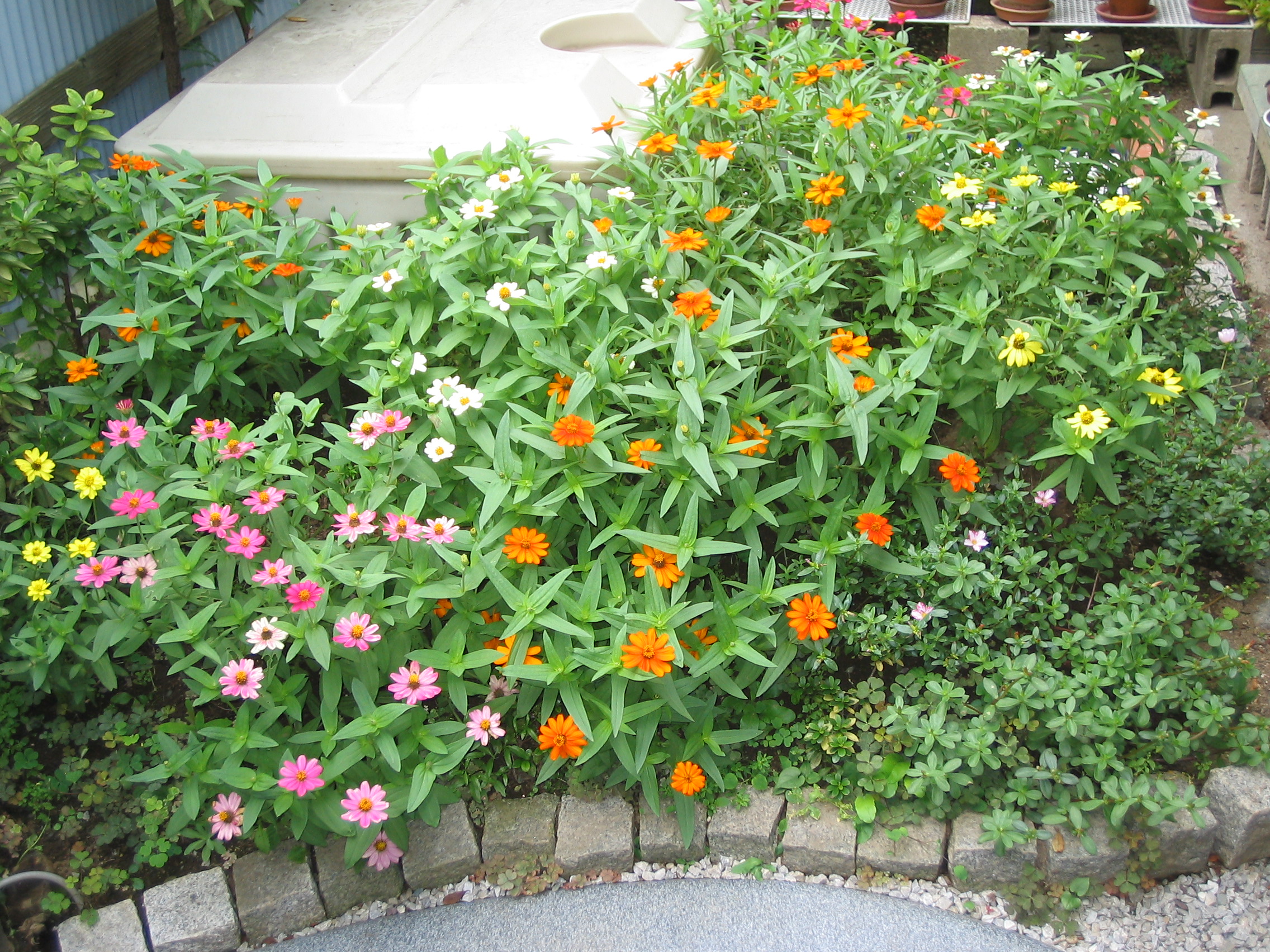 �X�N�O�W��