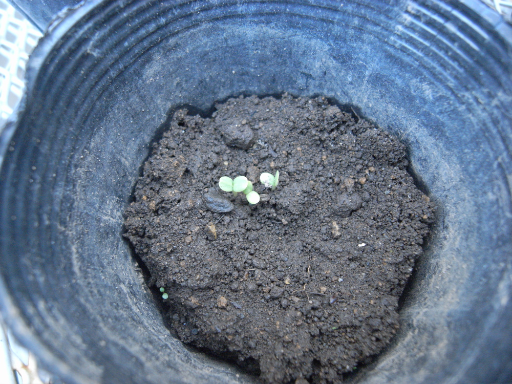 �S���Q�S��