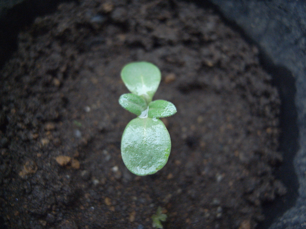 �T���O�S��