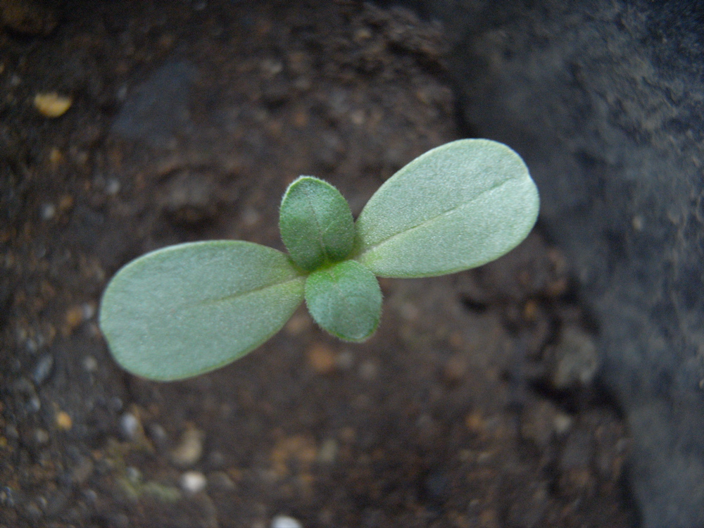 �T���O�T��