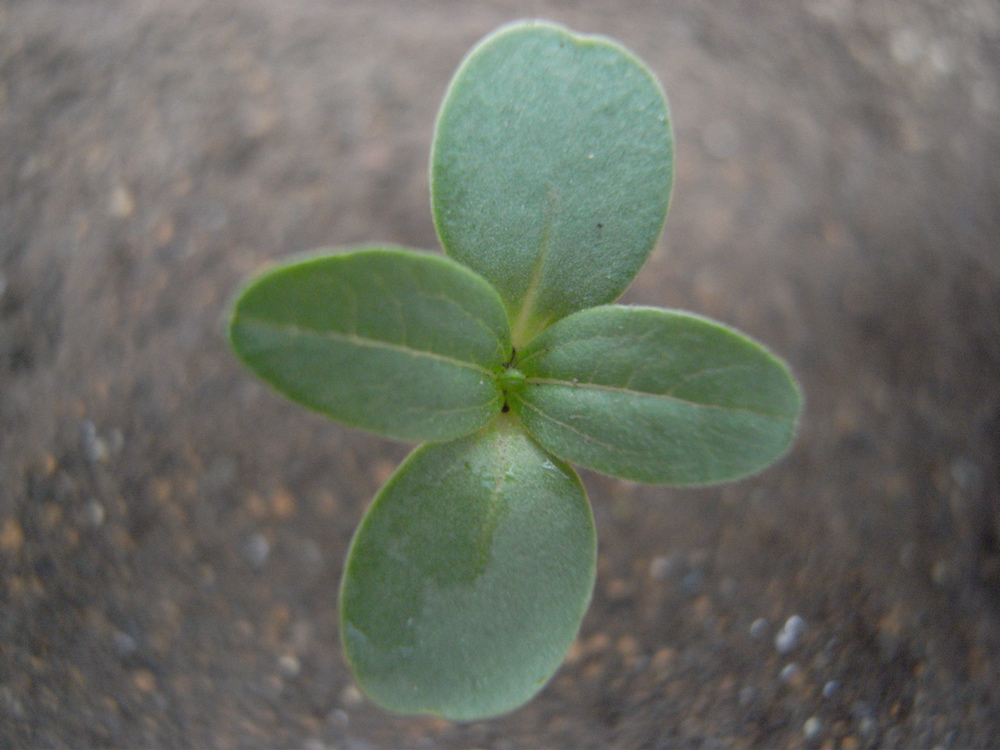 �T���O�V��