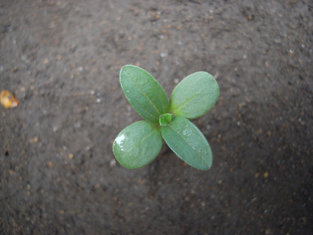 �T���P�O��