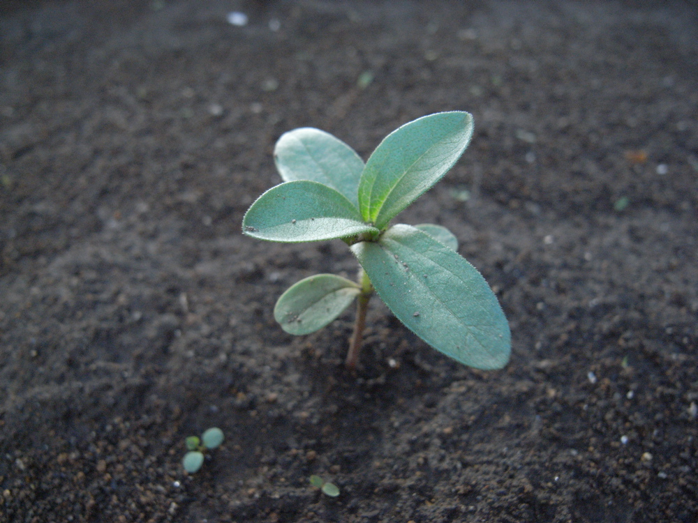 �T���Q�P��