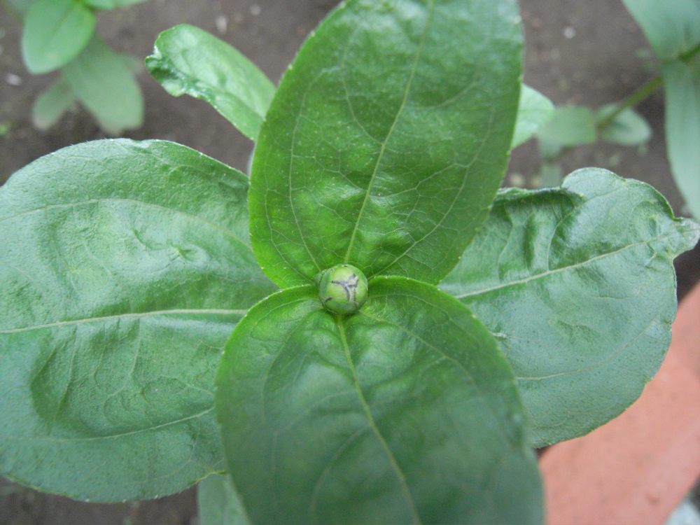 �U���Q�T��