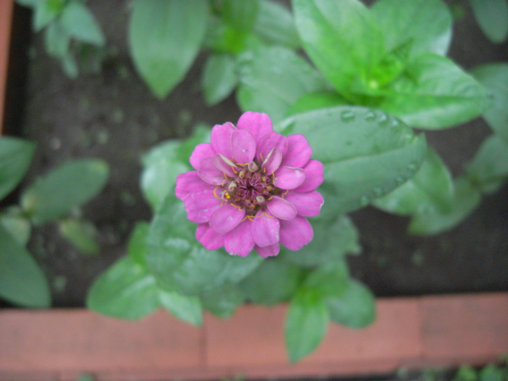 �V���O�R��