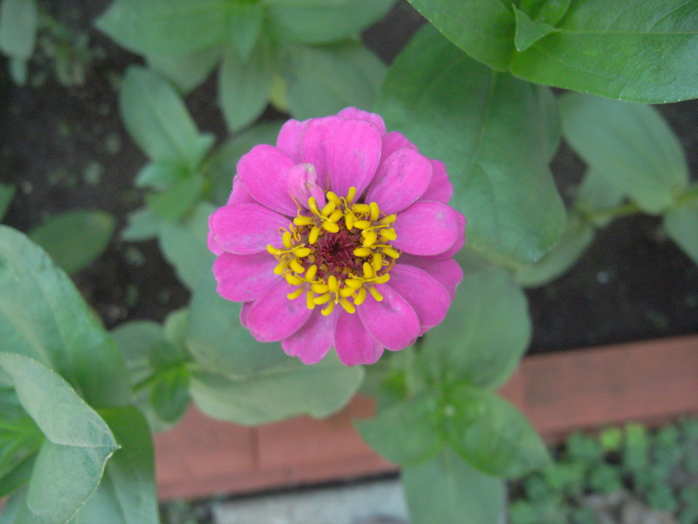 �V���O�W��